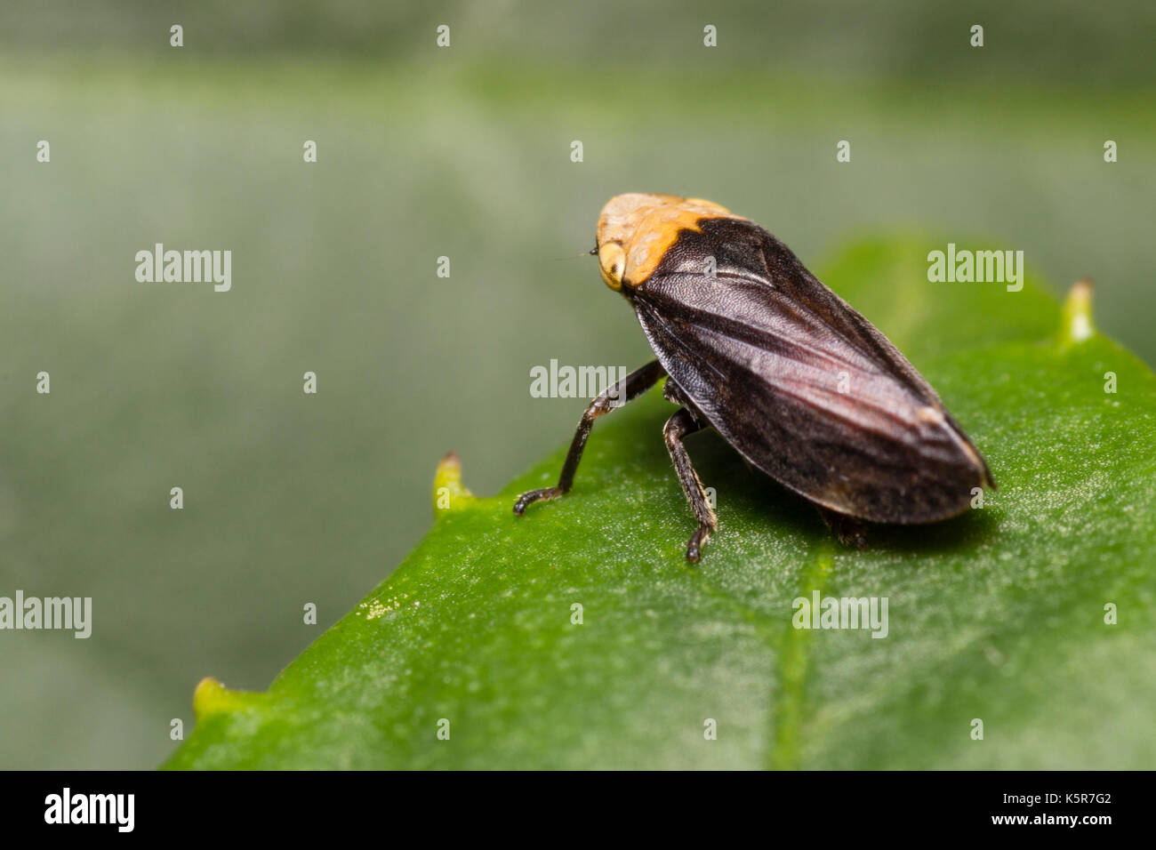 Formulaire de couleur noire et jaune de l'adultes, Philaenus spumarius froghopper commun, un insecte hémiptère, reposant sur une feuille. Banque D'Images