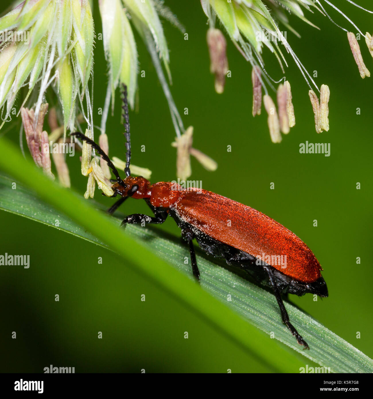 Red Headed cardinal Pyrochroa serraticornis, scarabée, sur tige d'herbe avec des anthères d'herbe derrière Banque D'Images