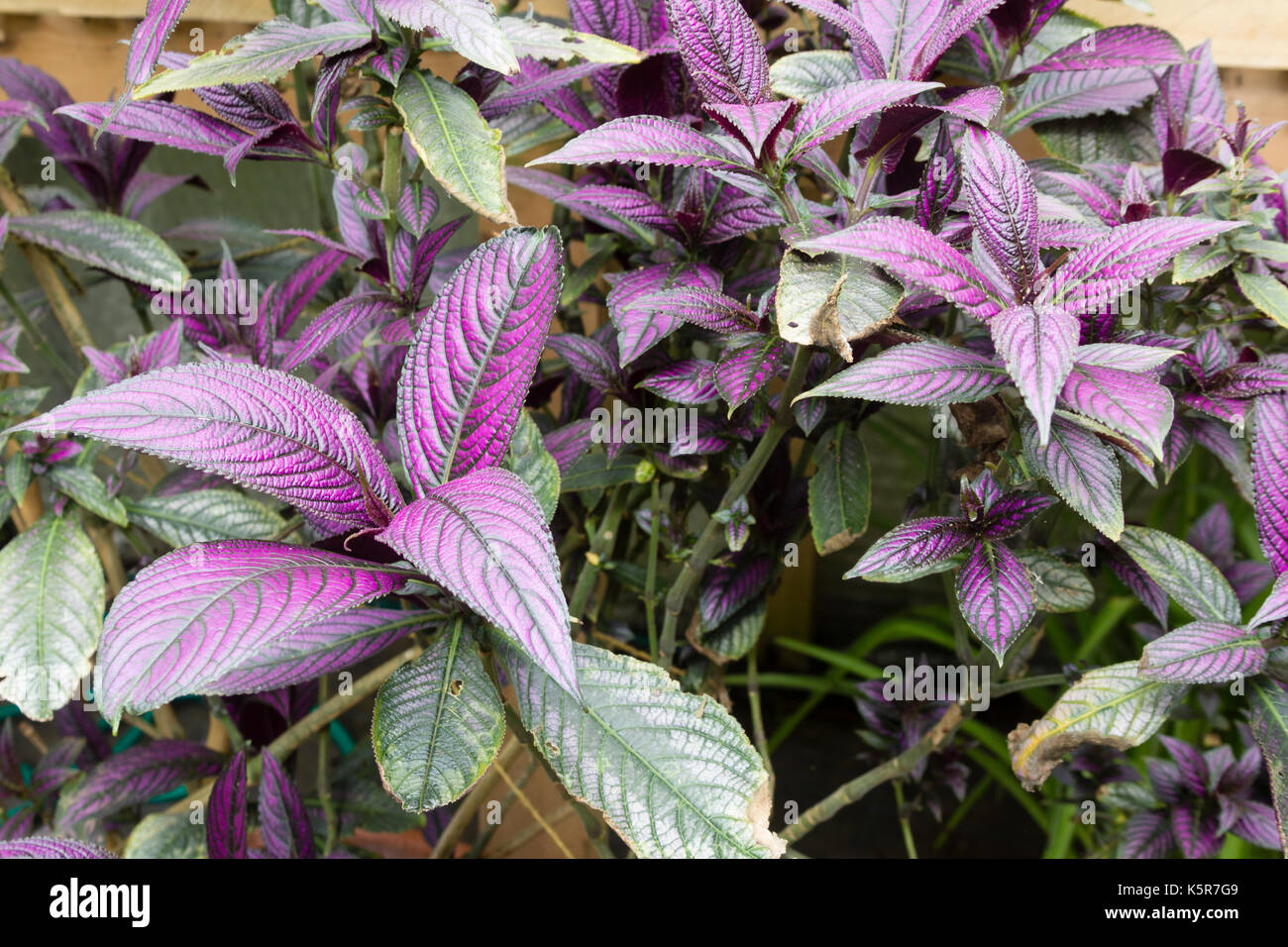 Feuillage teinté de pourpre de la Evergreen tropicales arbustives bouclier perse, Strobilanthes dyeriana Banque D'Images
