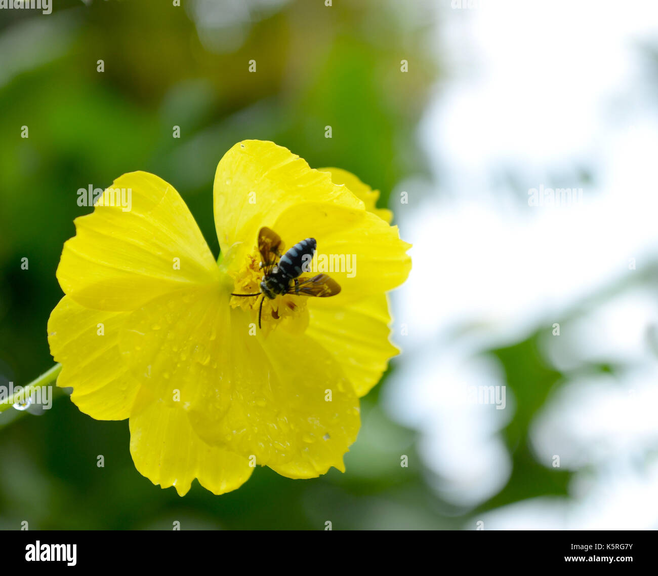 Abeille sur une fleur jaune avec des gouttes d'eau après la pluie contre un arrière-plan vert dans le jardin. Banque D'Images