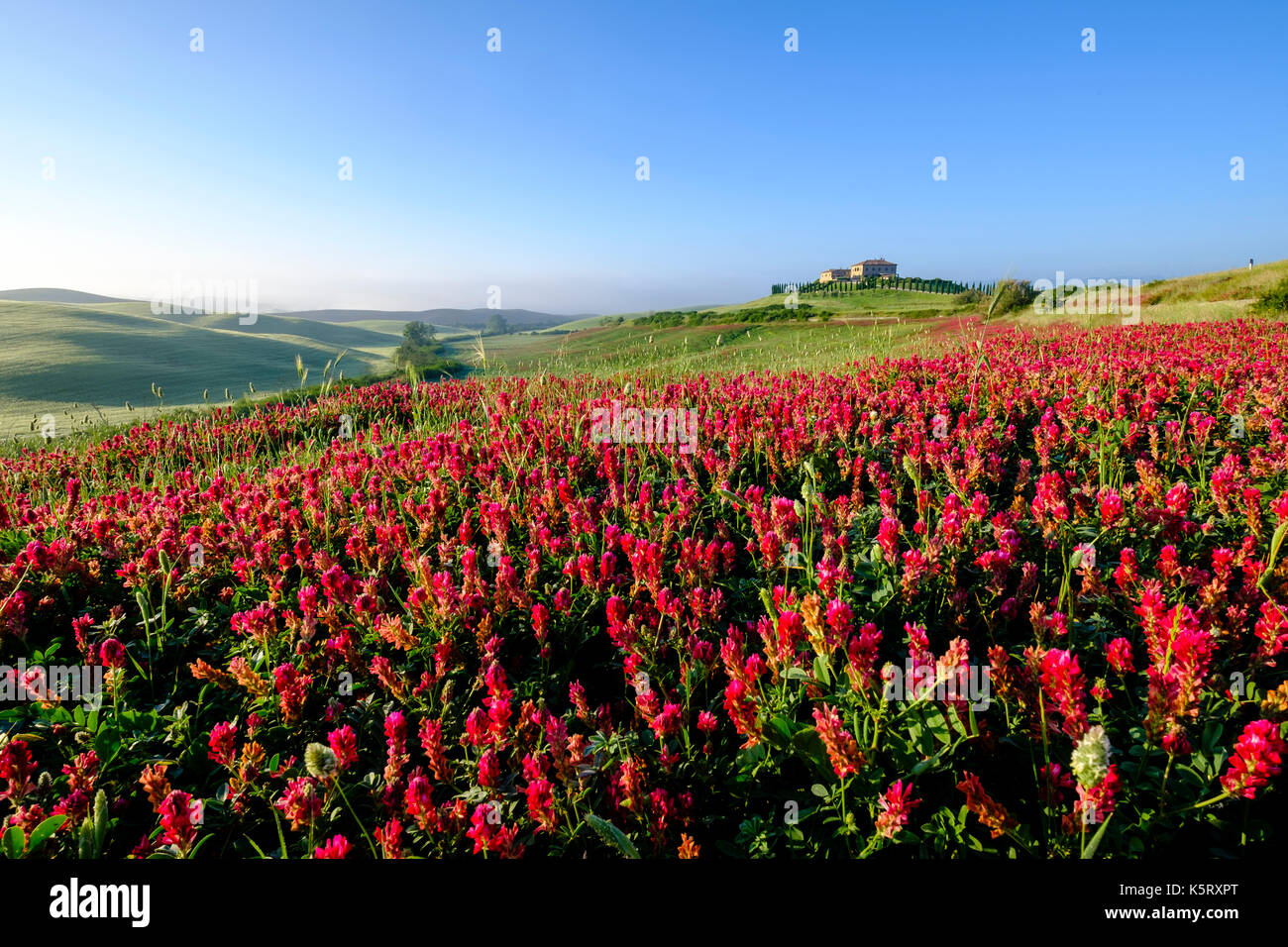 Avec le paysage typique tuscanian gîte rural podere le volpaie sur une colline avec des fleurs en Val di Cecina Banque D'Images