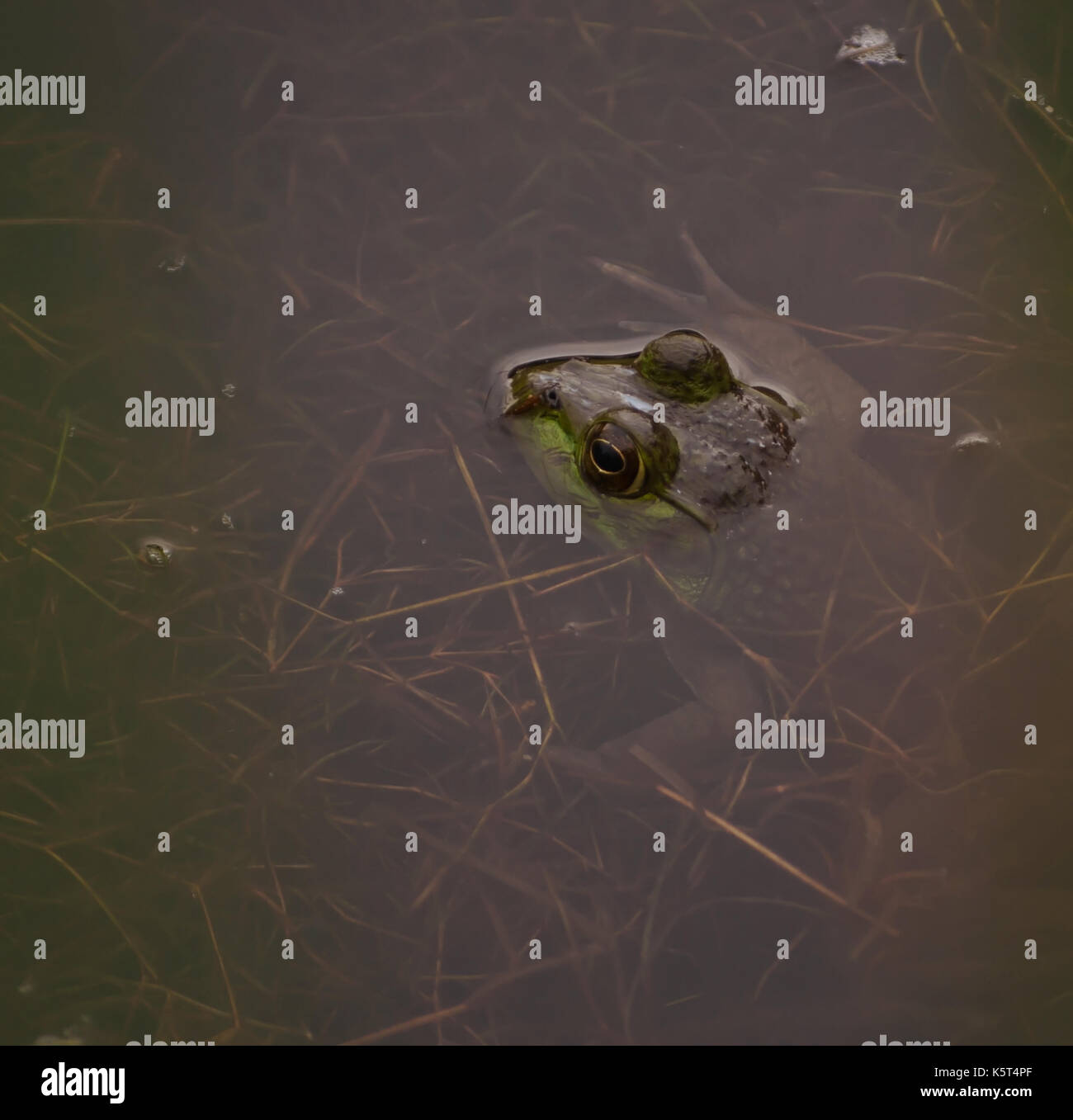 Un bull frog partiellement immergé dans un étang avec seulement sa tête montrant Banque D'Images