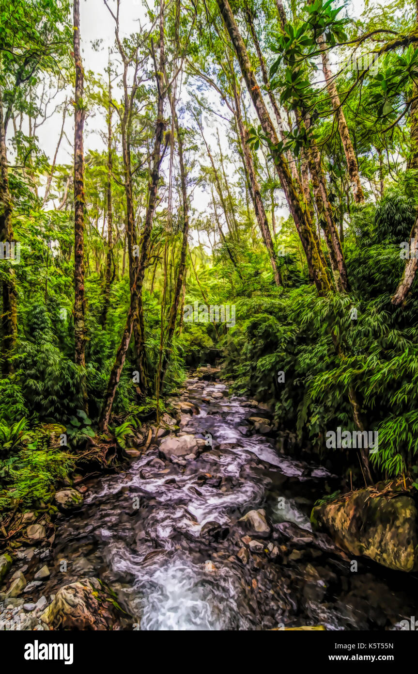 Rain forest creek petite rivière illustration paysage Banque D'Images