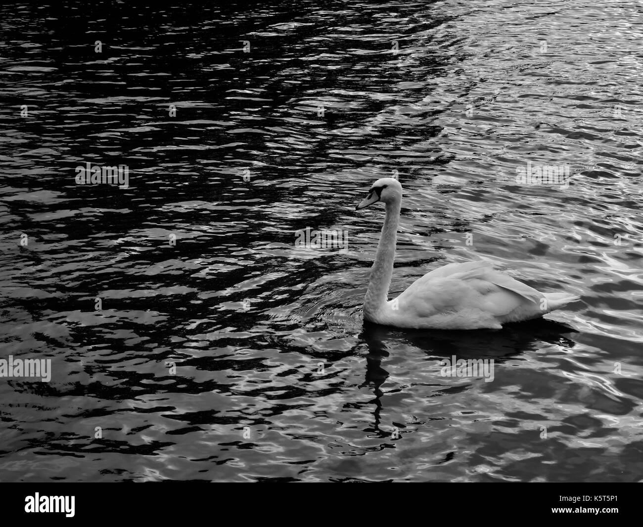 Un seul cygne sur la rivière Avon, Stratford upon Avon, Royaume-Uni., warks / monochrome image en noir et blanc. Banque D'Images