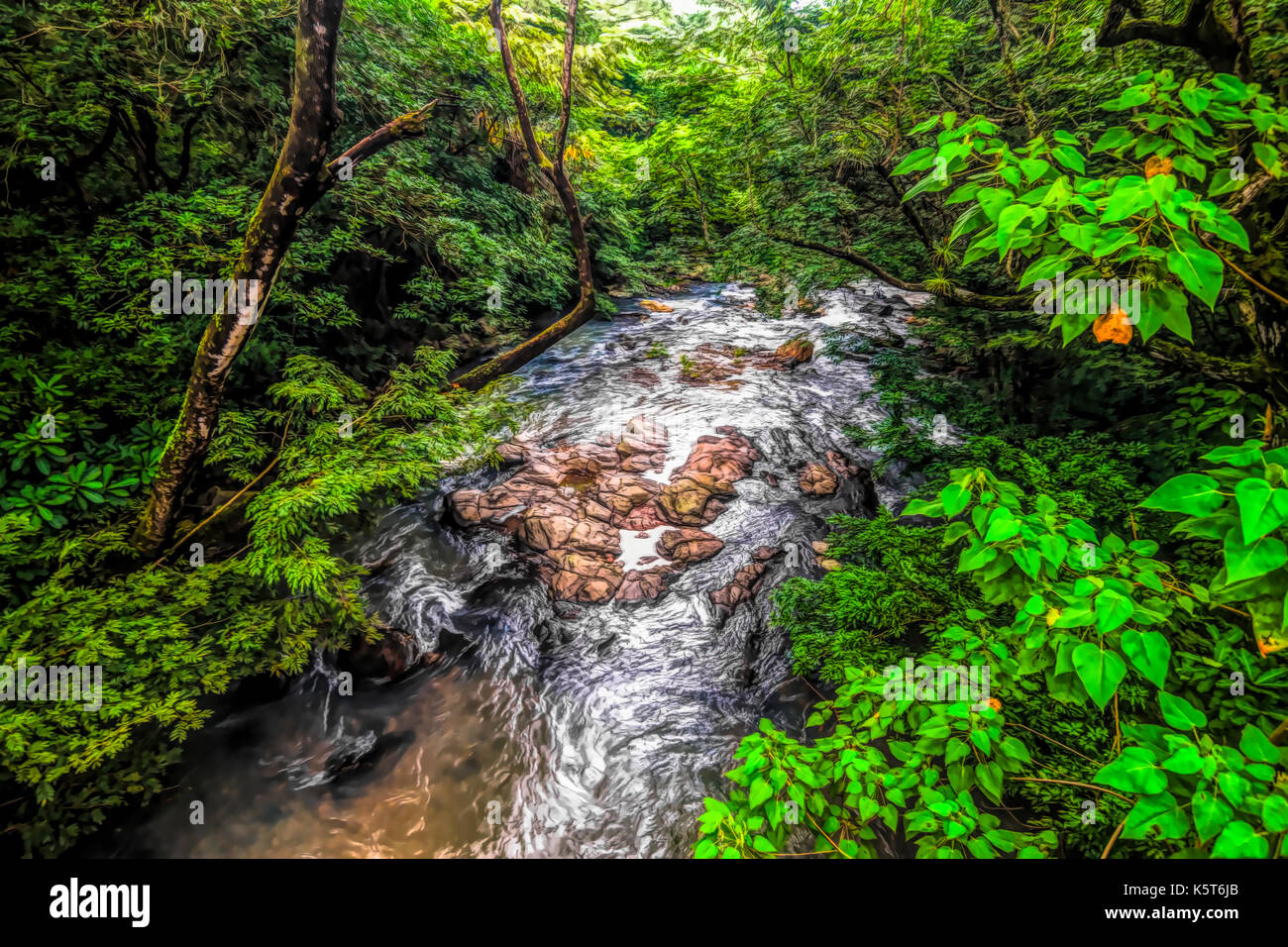 Rain forest creek petite rivière illustration paysage Banque D'Images