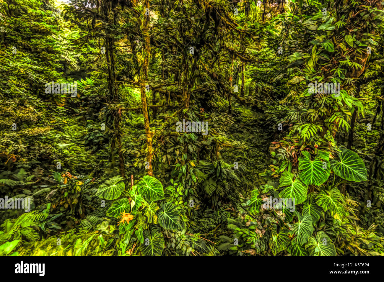 Panamas rain forest landscape scene est la peinture à l'huile illustration style Banque D'Images