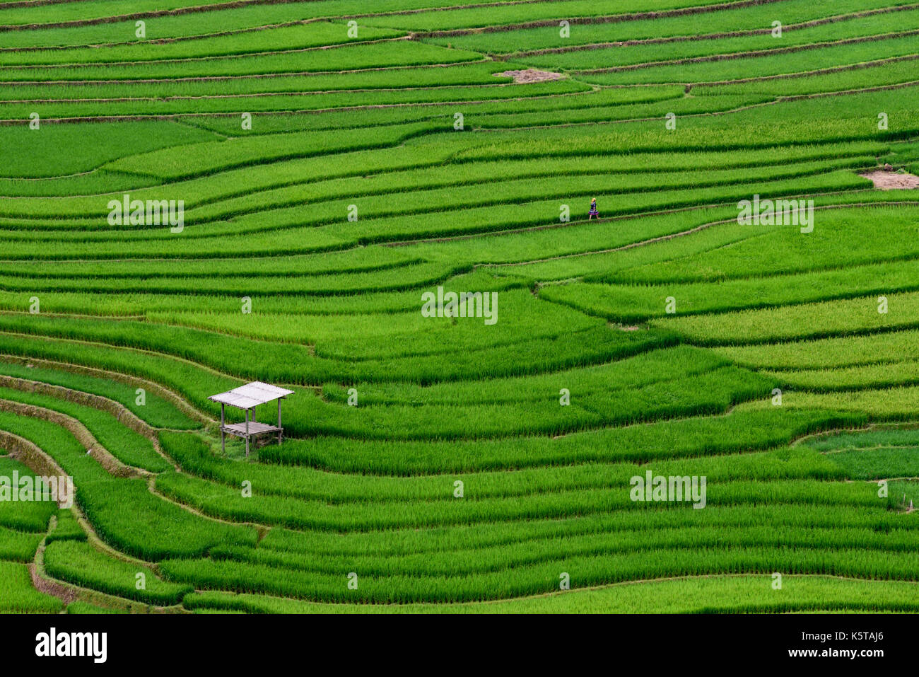 Les rizières en terrasses de mu cang chai Banque D'Images