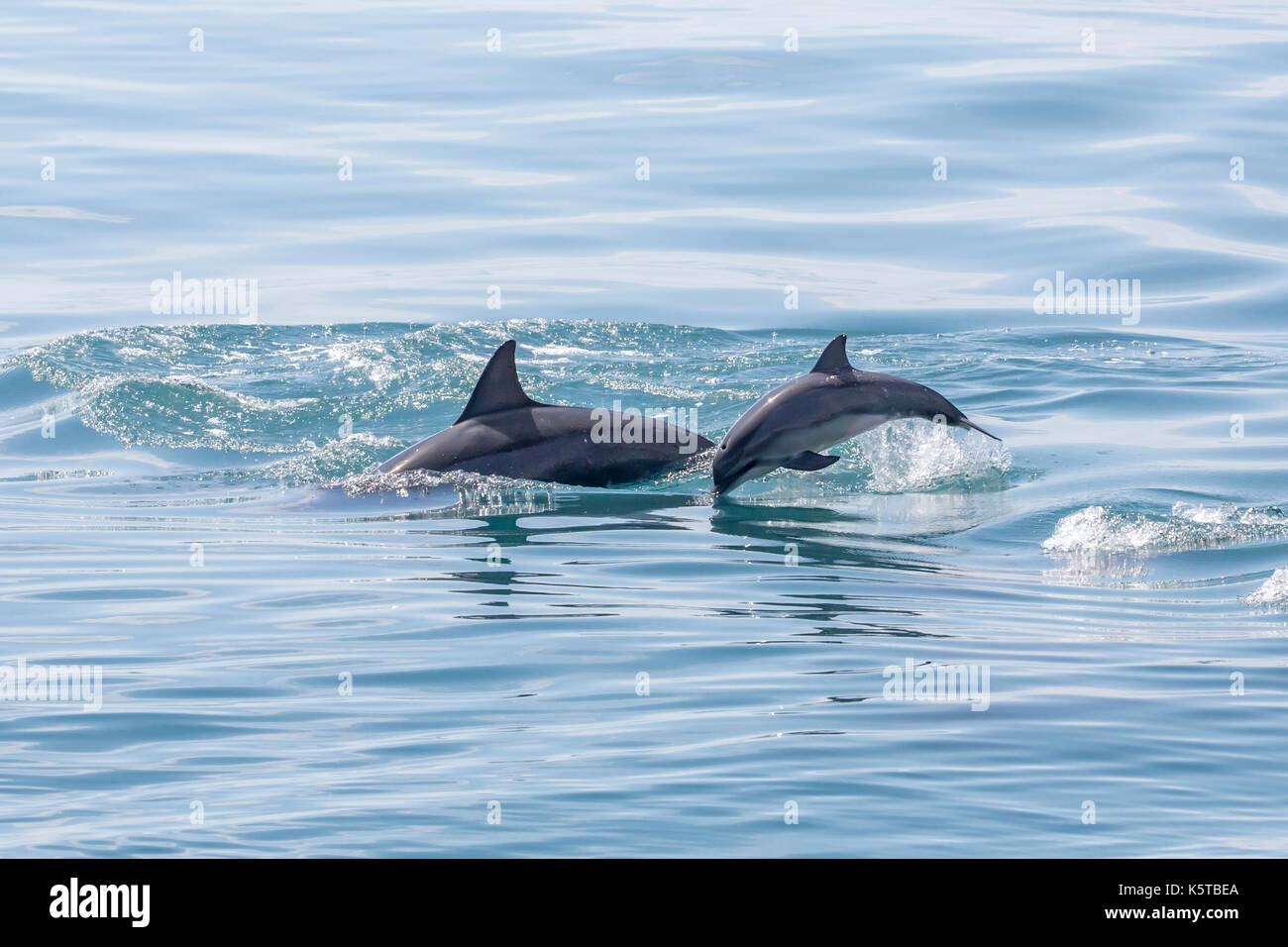 Le dauphin gris ou le dauphin hawaïen (Stenella longirostris) sautant bébé dans l'océan Pacifique faire un splash Banque D'Images