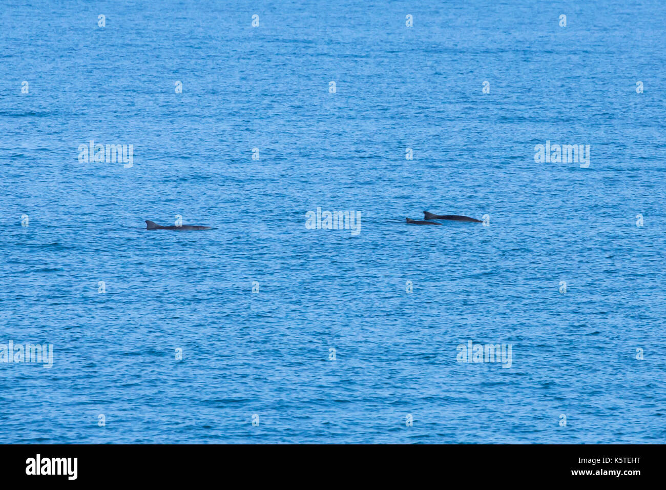 La famille des baleines Naines (Kogia sima) (un groupe de trois) surfaçage dans l'océan Pacifique calme, près du bord du plateau continental Banque D'Images