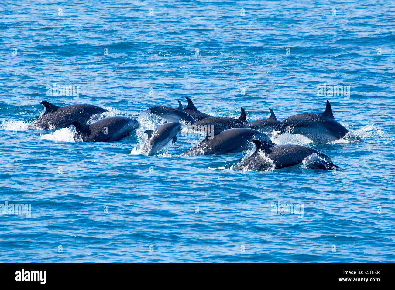 Dauphin pantropical tacheté les familles des dauphins pantropicaux tachetés (Stenella atténuata) survivent, avec au moins deux bébés de dauphin dans le groupe Banque D'Images