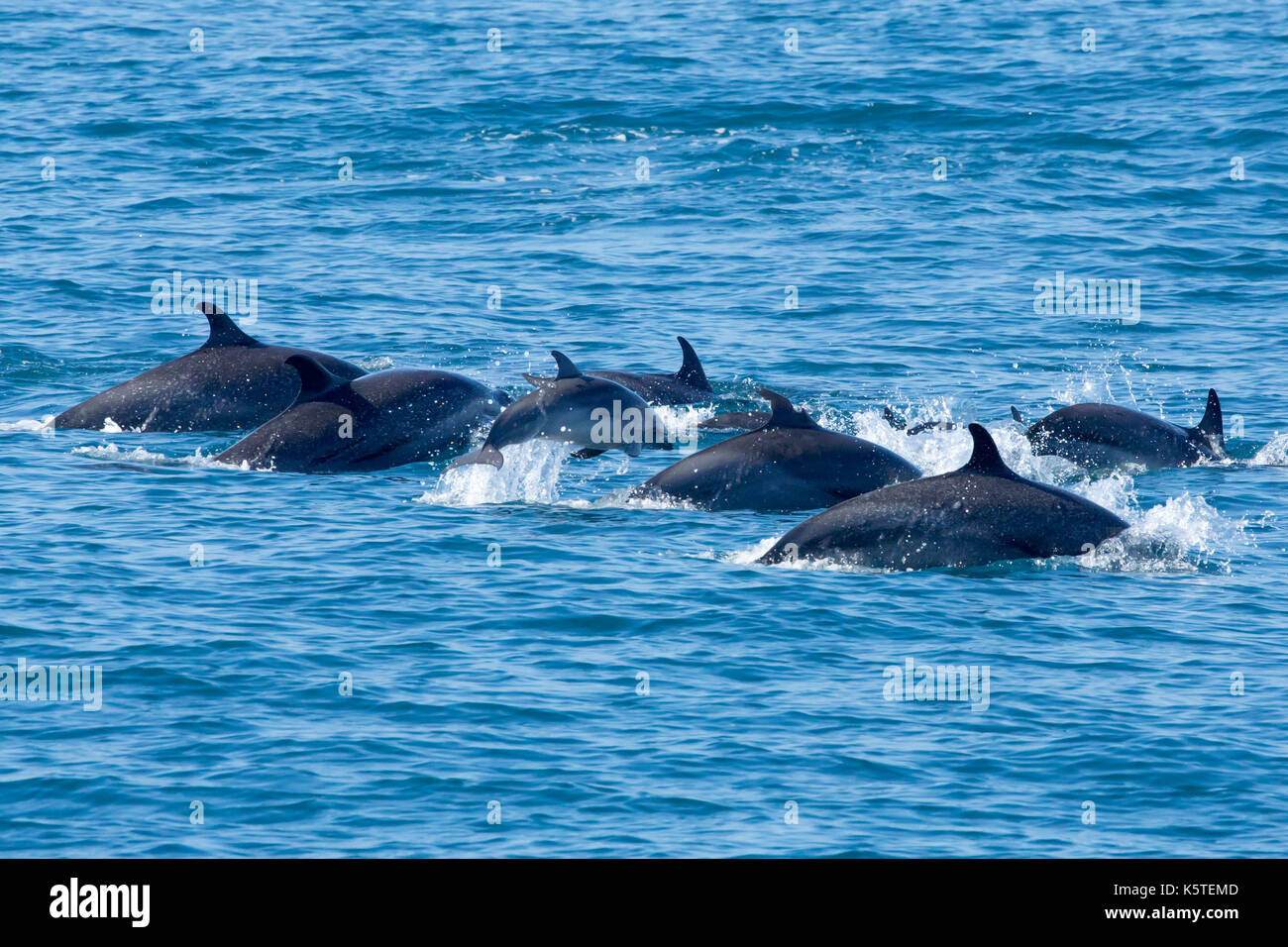 Dauphin pantropical tacheté les familles des dauphins pantropicaux tachetés (Stenella atténuata) survivent, avec au moins deux bébés de dauphin dans le groupe Banque D'Images