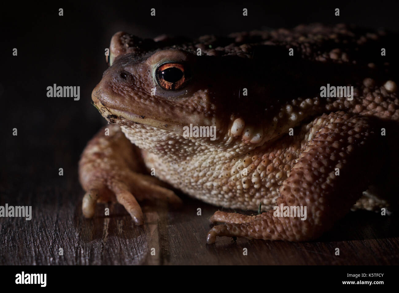 Politique européenne (Bufo bufo) portrait Banque D'Images