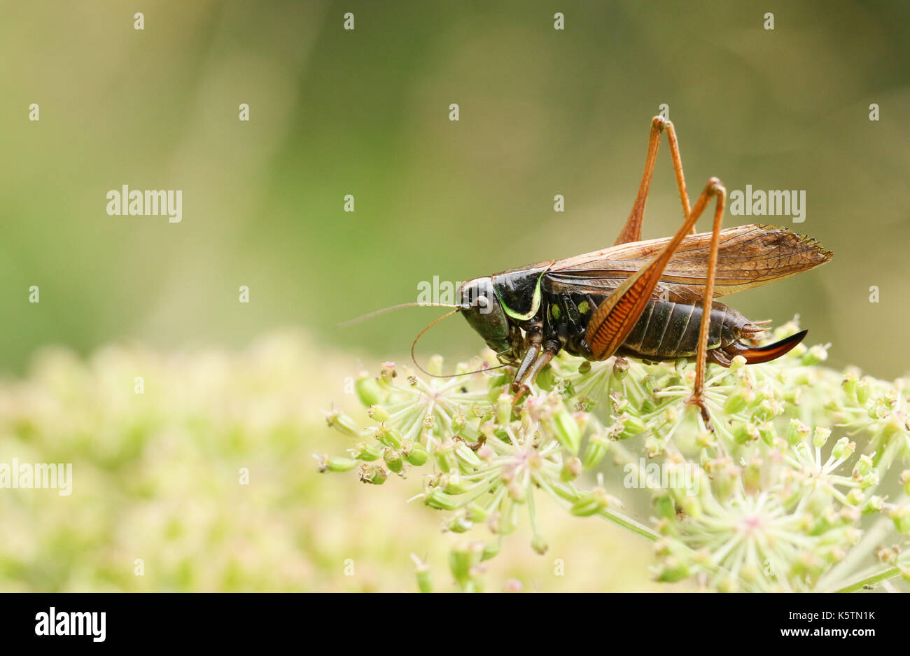 Un Bush-cricket de Roesel (Metrioptera roeselii) perché sur le bord d'une fleur. Banque D'Images