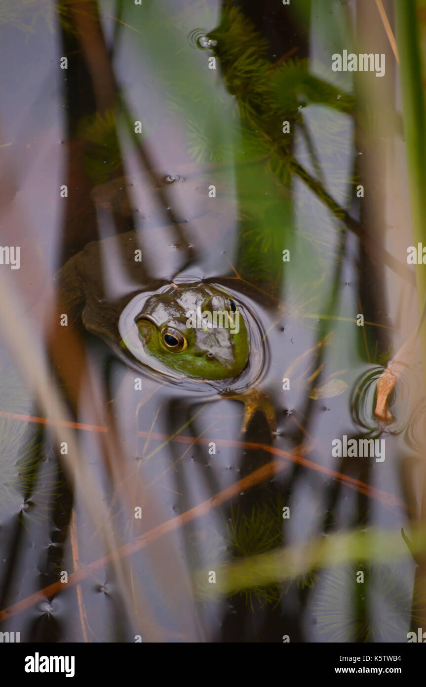 Un bull frog se cachant dans un étang avec seulement la tête hors de l'eau Banque D'Images