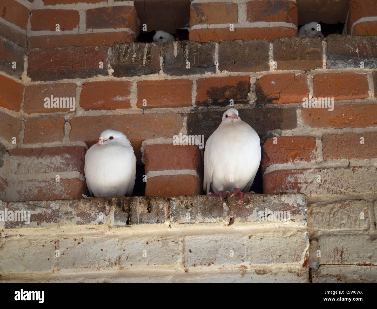 Colombes blanches ou Pigeons à queue éventail dans un Dovecote historique Banque D'Images