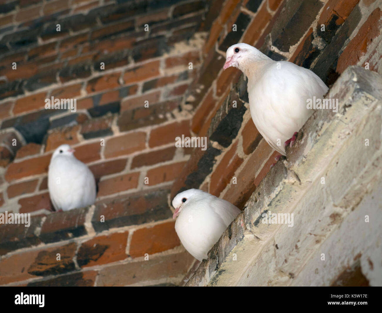 Colombes blanches ou Pigeons à queue éventail dans un Dovecote historique Banque D'Images