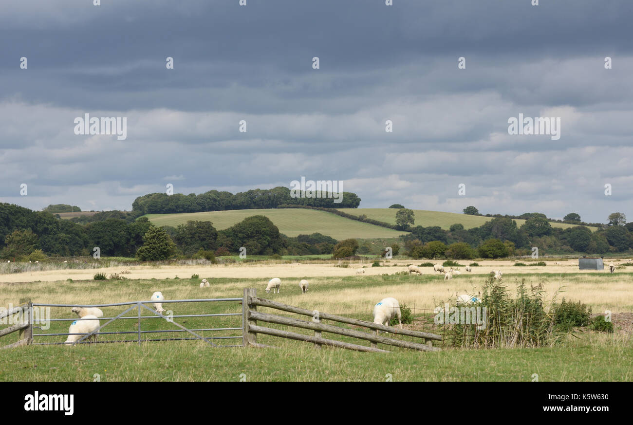 Des moutons paissant sur Pett Level sous un ciel gris orageux. Pett, Sussex, UK. Banque D'Images