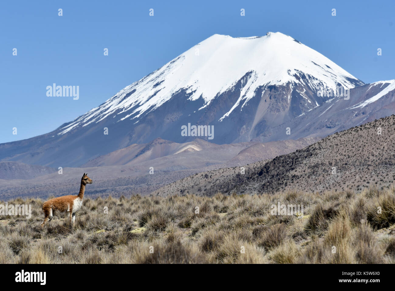 La neige a couvert les volcans Parinacota et Pomerape avec guanaco (Lama guanicoe), le parc national de Sajama bolivien, à la frontière de la Bolivie Chili Banque D'Images
