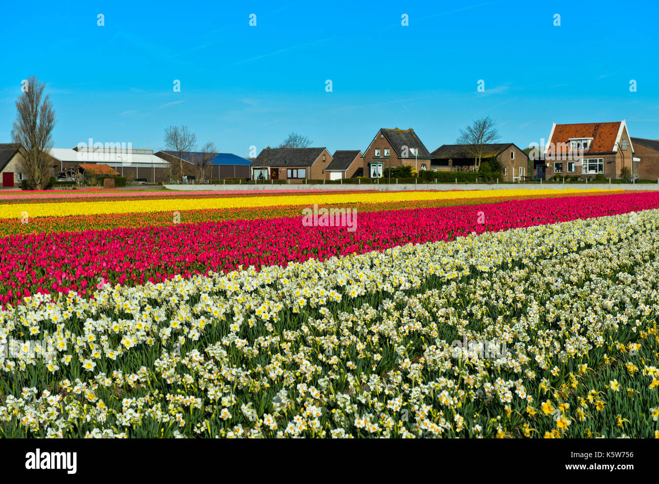 La culture des tulipes, narcisses et région fleur, Noordwijkerhout, Pays-Bas  bollenstreek Photo Stock - Alamy
