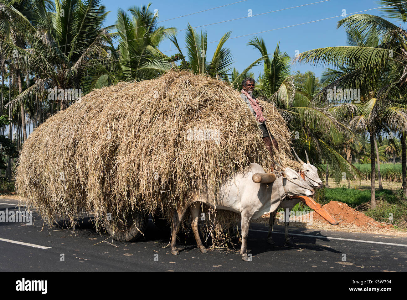 L'homme sur charrette, chargé avec la paille, près de mysuru, Karnataka, Inde Banque D'Images