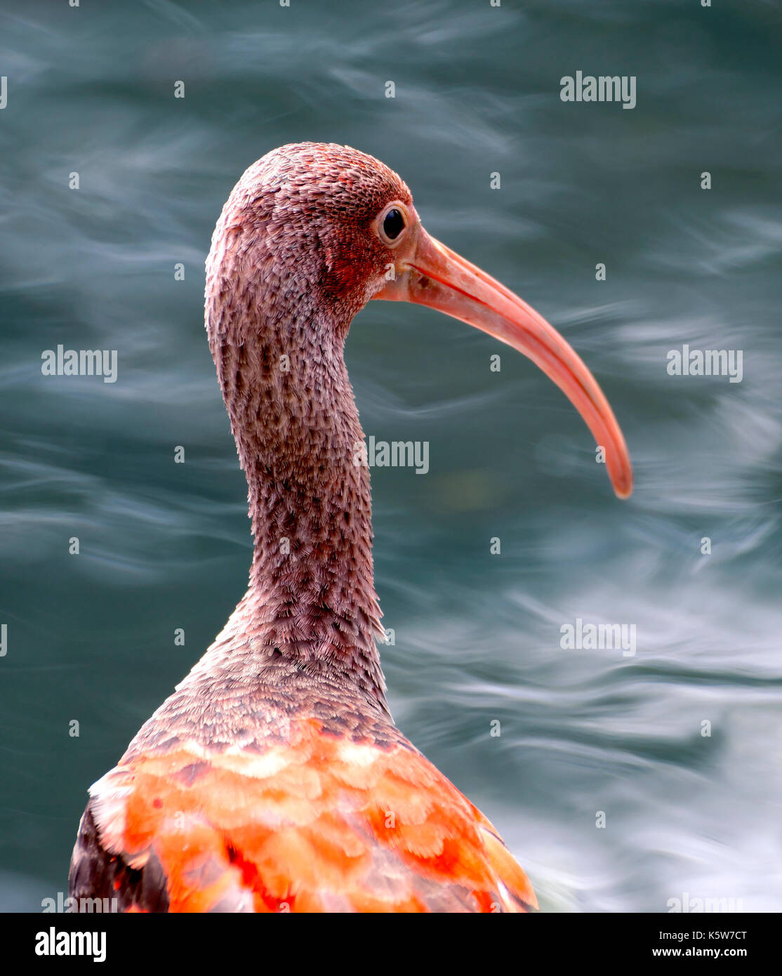 Ibis rouge (Eudocimus ruber), les jeunes autochtones, d'oiseaux dans le nord de l'Amérique du Sud Banque D'Images