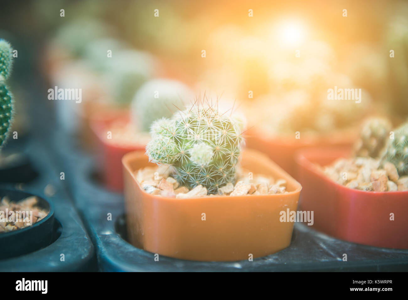 Close-up de nombreux cactus dans différentes espèces dans les plateaux avec de la lumière du soleil Banque D'Images