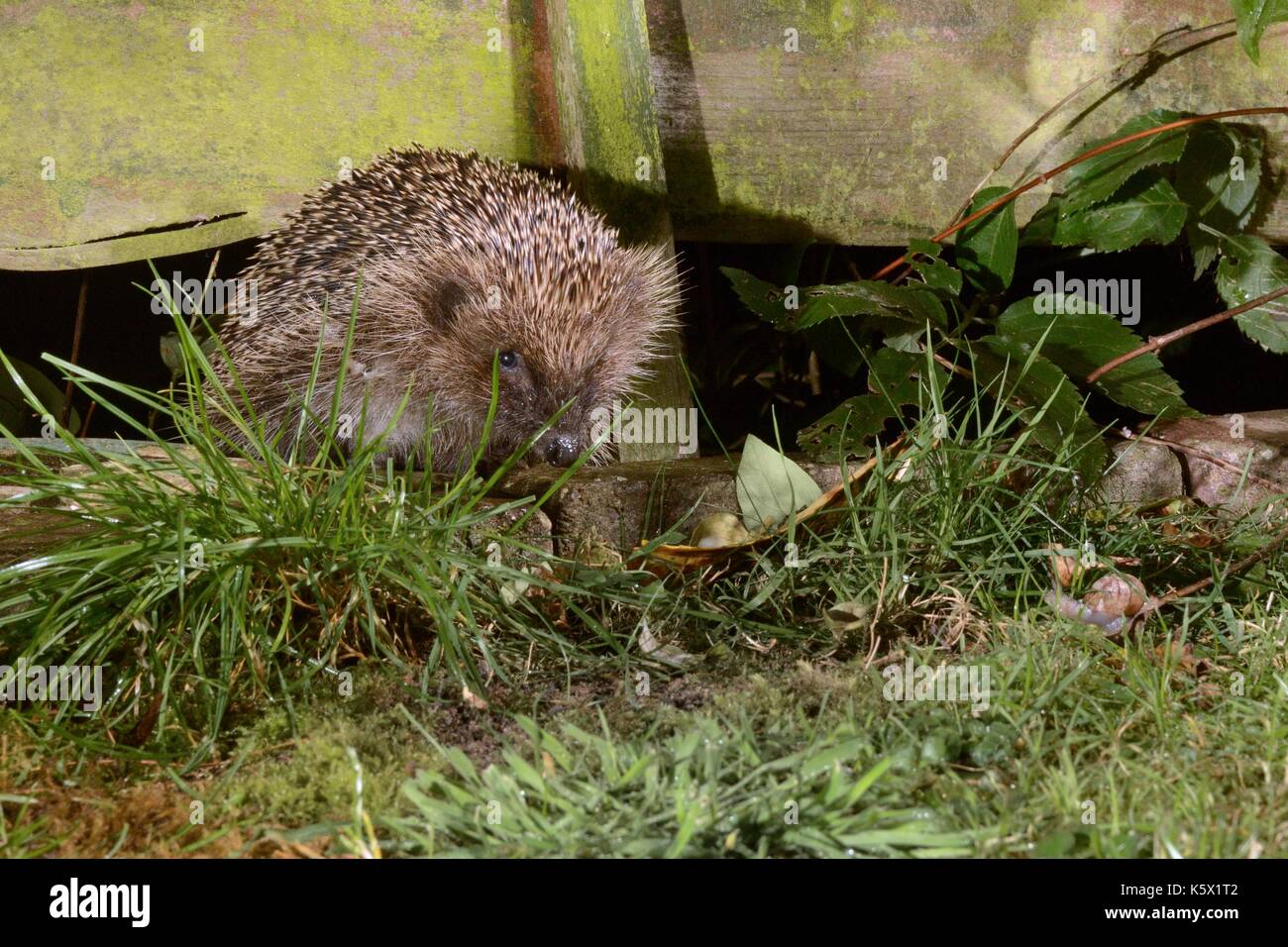 Hérisson (Erinaceus europaeus) entrer dans un jardin de banlieue à partir de la porte suivante en appuyant sur le jardin à travers un trou dans la clôture de nuit. Banque D'Images