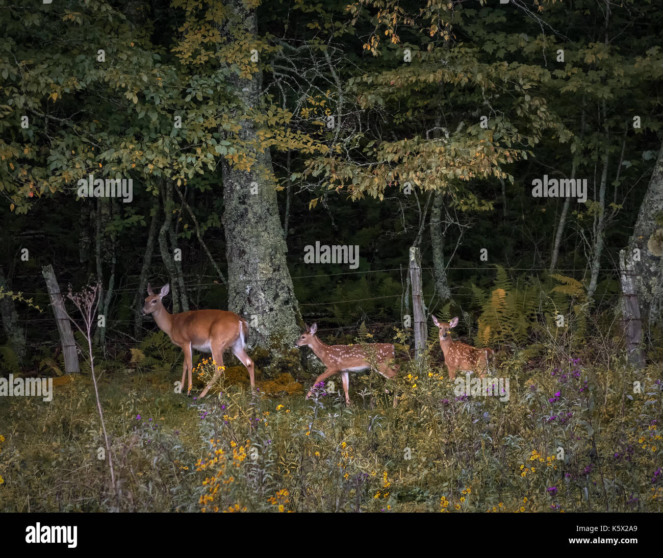Biche et faons de cerfs dans la prairie fleuri bordure de forêt sous les arbres en bordure d'herbe mère clôture des cerfs de Virginie bébé 2 Caroline du Nord. Banque D'Images