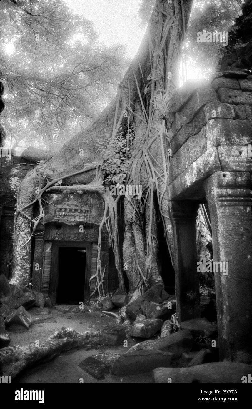 Strangler fig sur un mur et la porte à l'intérieur du temple d'Angkor Thom, au Cambodge. octobre 29, 1996. image provenant de b/w film infrarouge. Banque D'Images