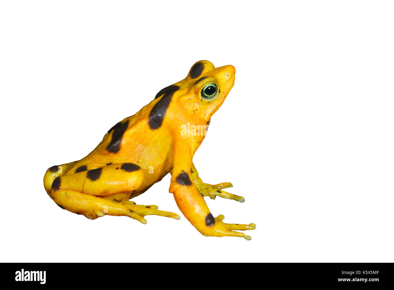 Golden frog panaméenne (Atelopus zeteki) isolated on white Banque D'Images
