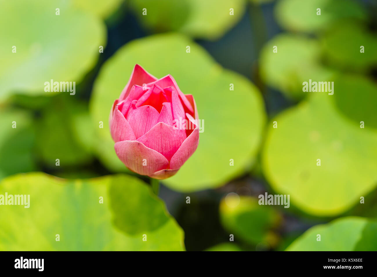 Lotus rose bud qui prête à éclore Banque D'Images