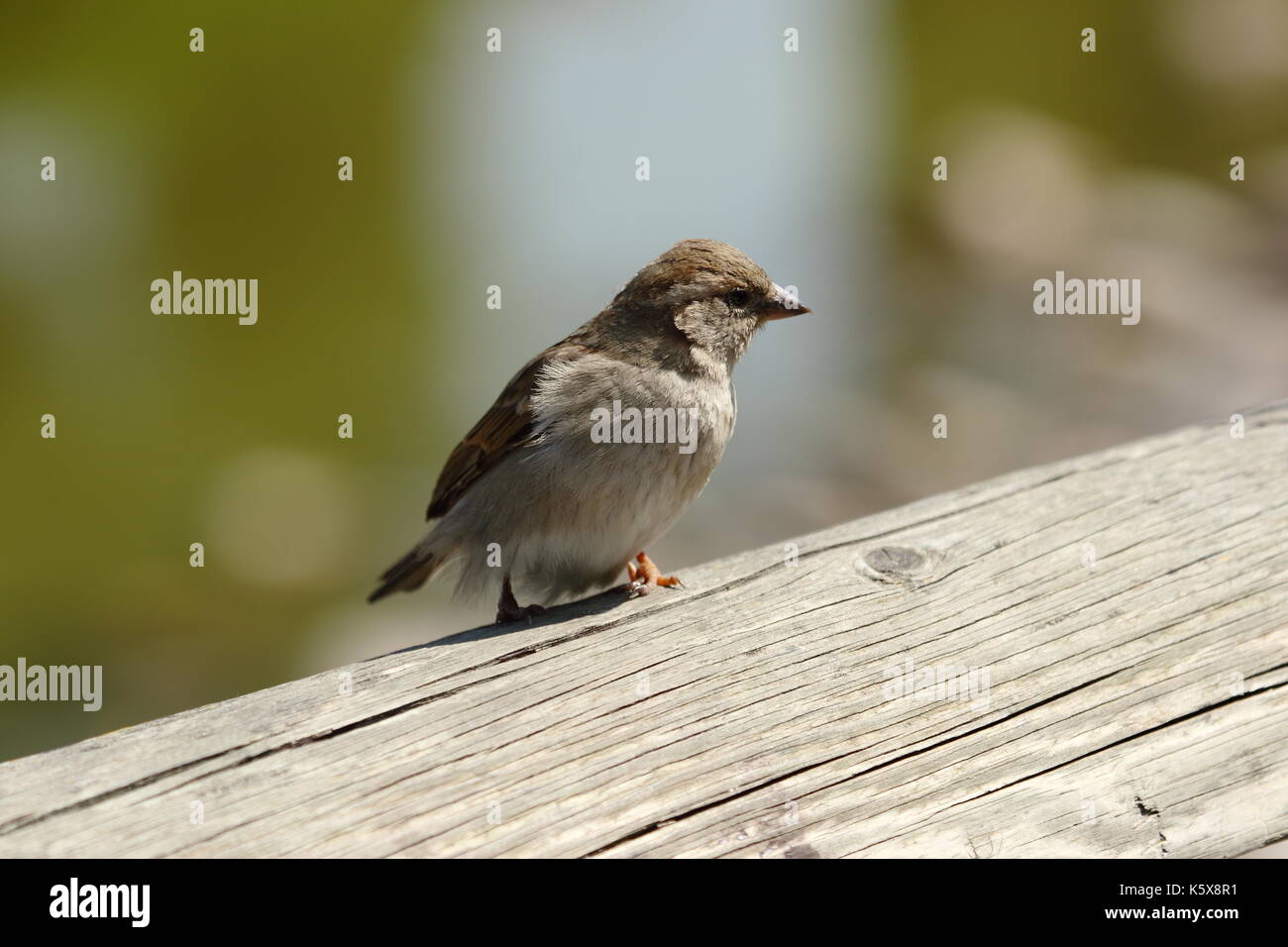 Sparrow... Banque D'Images