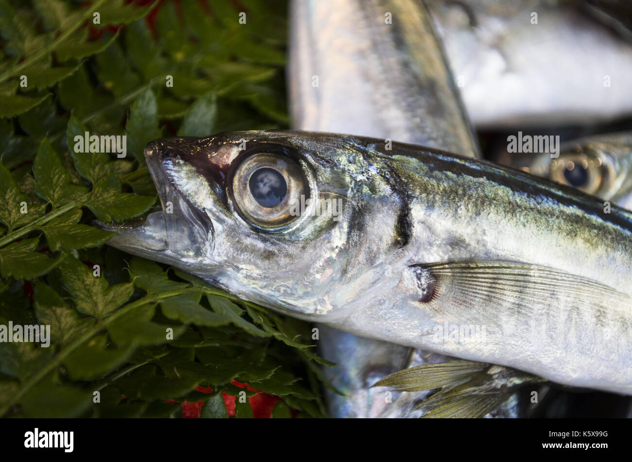 Poisson chinchard Banque D'Images