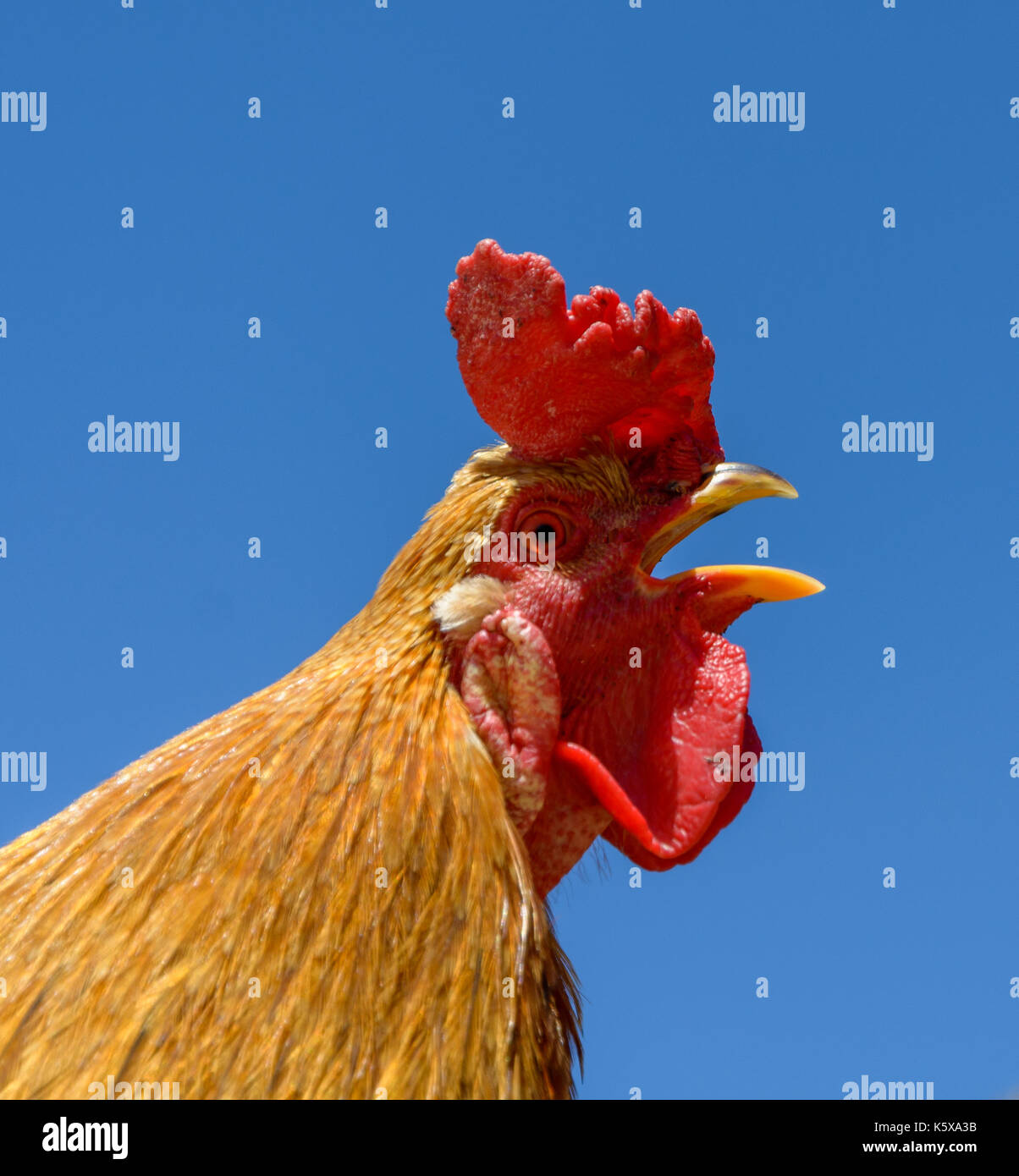 Vue latérale du coq de couleur vive sur la face droite du portrait. Gros  plan de Rooster, robinet. Coq coloré avec une belle tête un gros plan Photo  Stock - Alamy