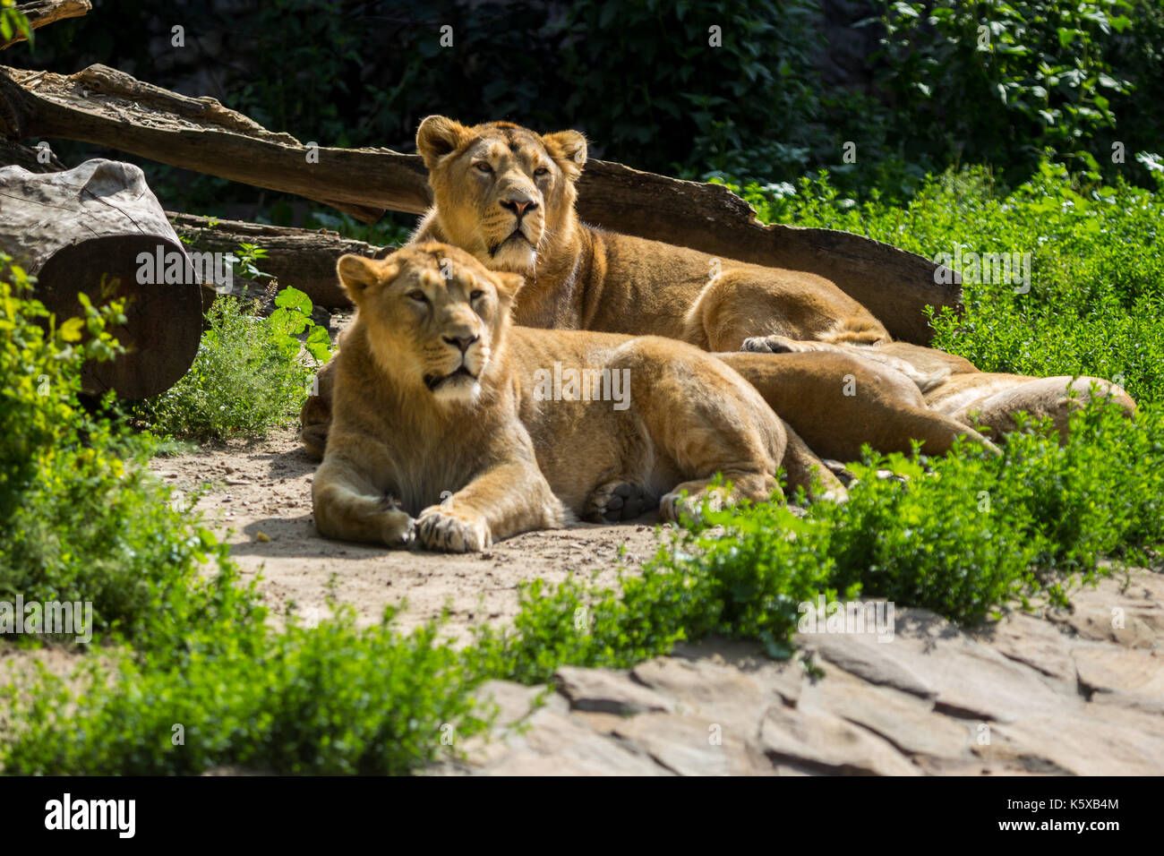 Lion fierté repose après la chasse Banque D'Images