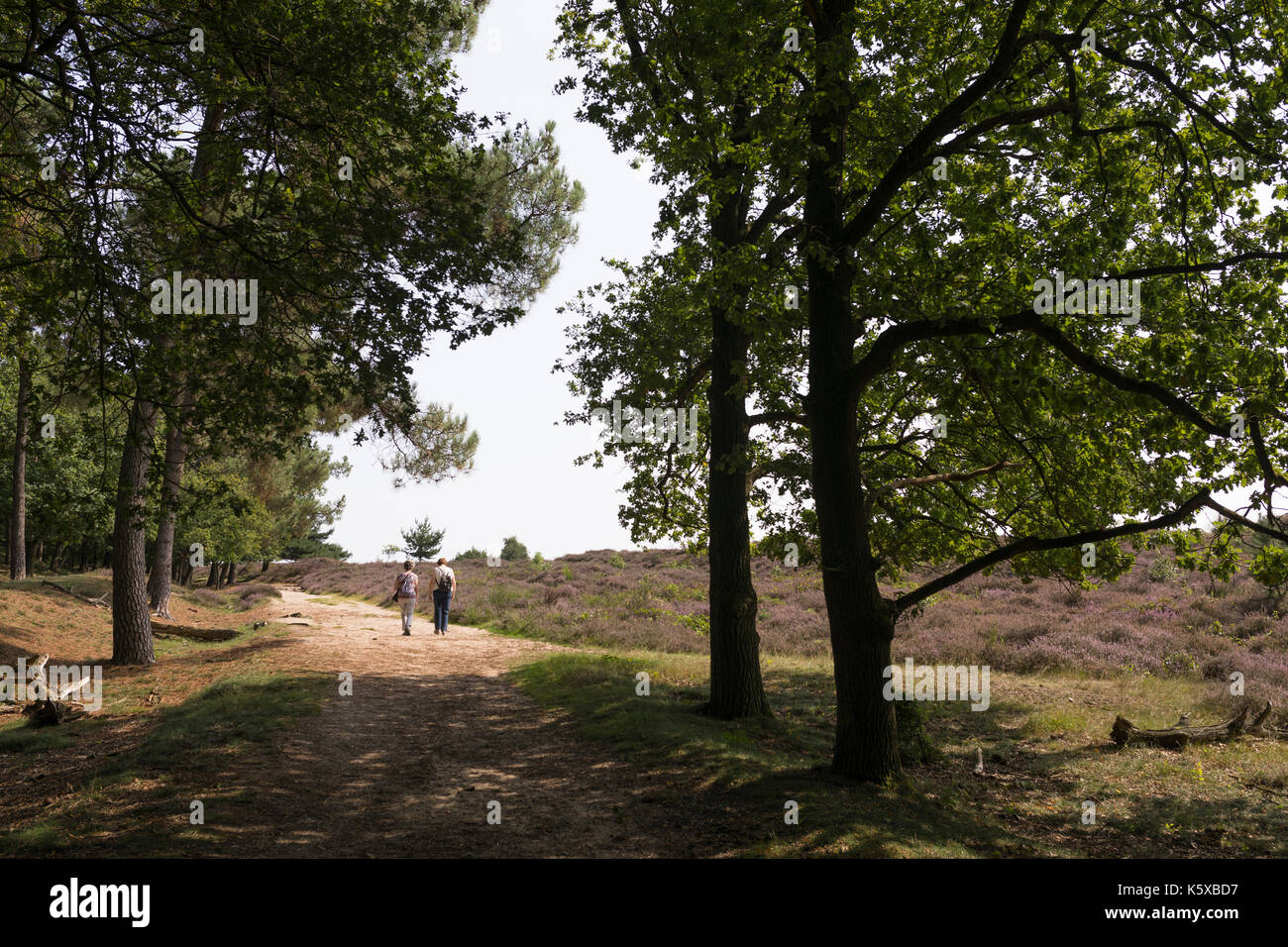 Randonnées Femmes marchant un paysage de collines et de floraison Heath et de chênes à l'avant à l'ookerheide «» aux Pays-Bas Banque D'Images