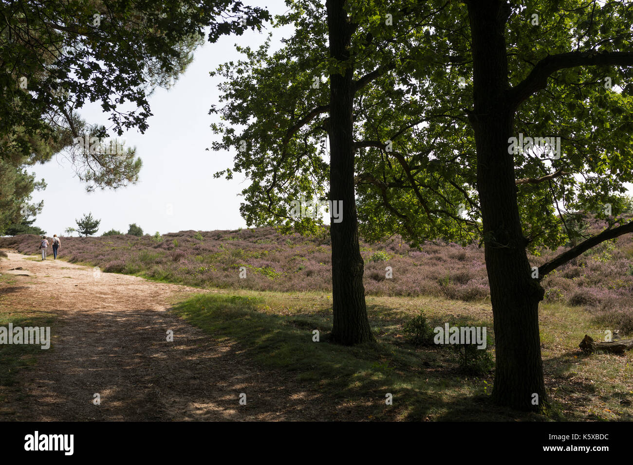 Randonnées Femmes marchant un paysage de collines et de floraison Heath et de chênes à l'avant à l'ookerheide «» aux Pays-Bas Banque D'Images