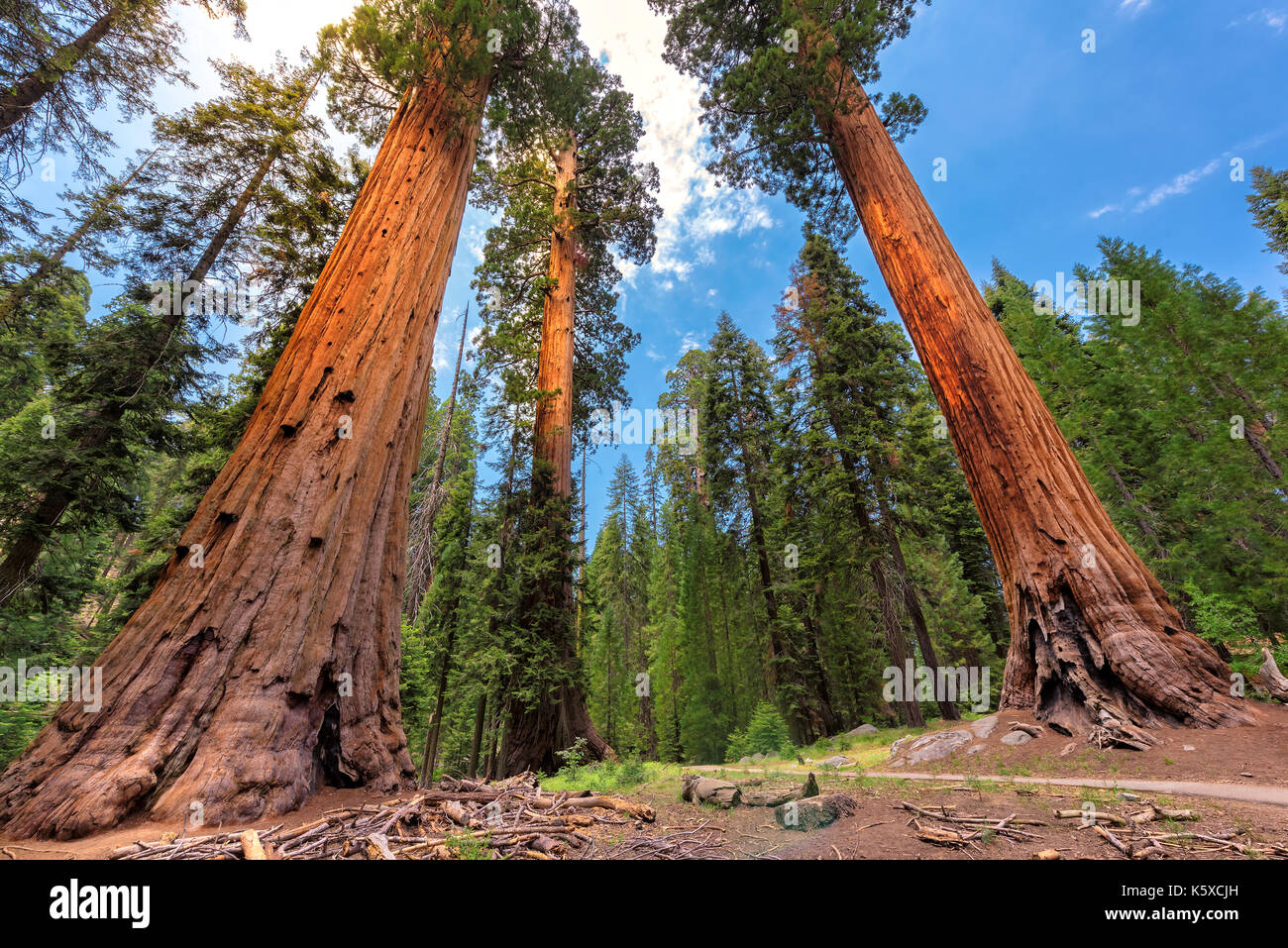 Séquoias Géants à Sequoia National Park, Californie Sierra Nevada. Banque D'Images