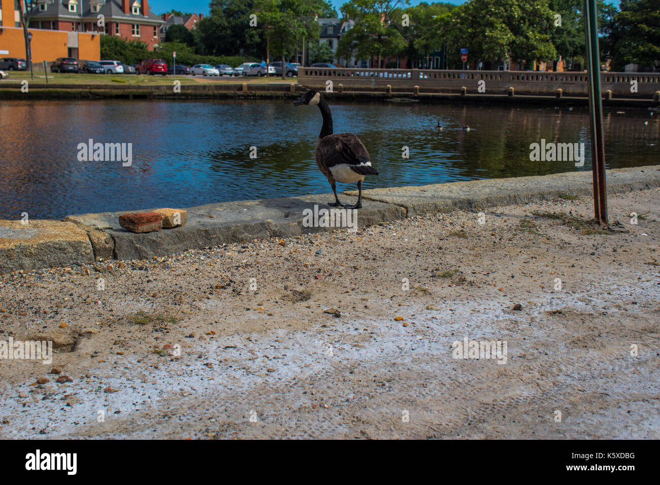 A l'air d'oiseaux de quelque chose à manger Banque D'Images