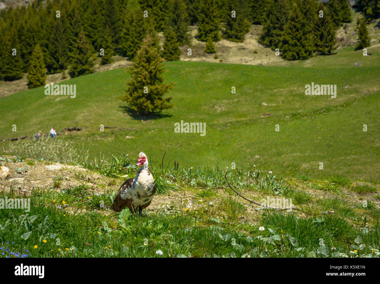 Canard de barbarie en itinérance sur l'herbe. Cairina moschata Banque D'Images