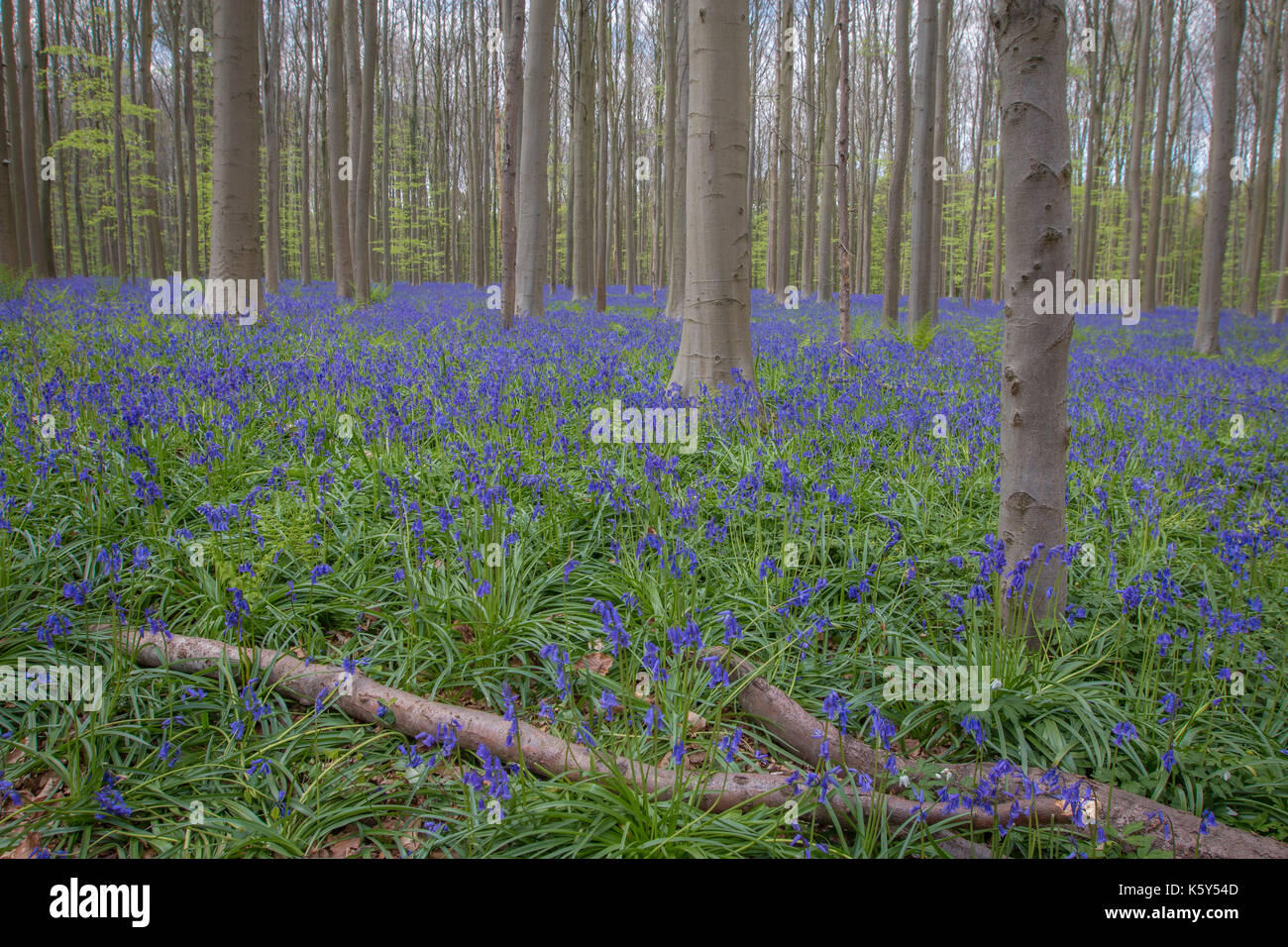 Bluebell forest Banque D'Images