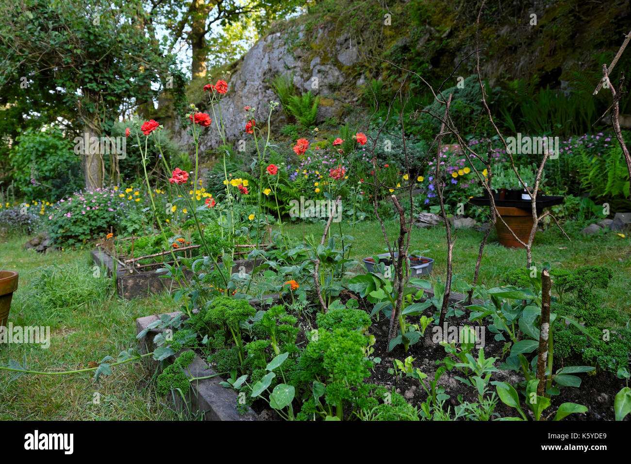 Petit pays Chalet jardin avec plantes rouge geum Mme Bradshaw coquelicots gallois jaune et légumes en milieu rural Carmarthenshire, Pays de Galles UK KATHY DEWITT Banque D'Images