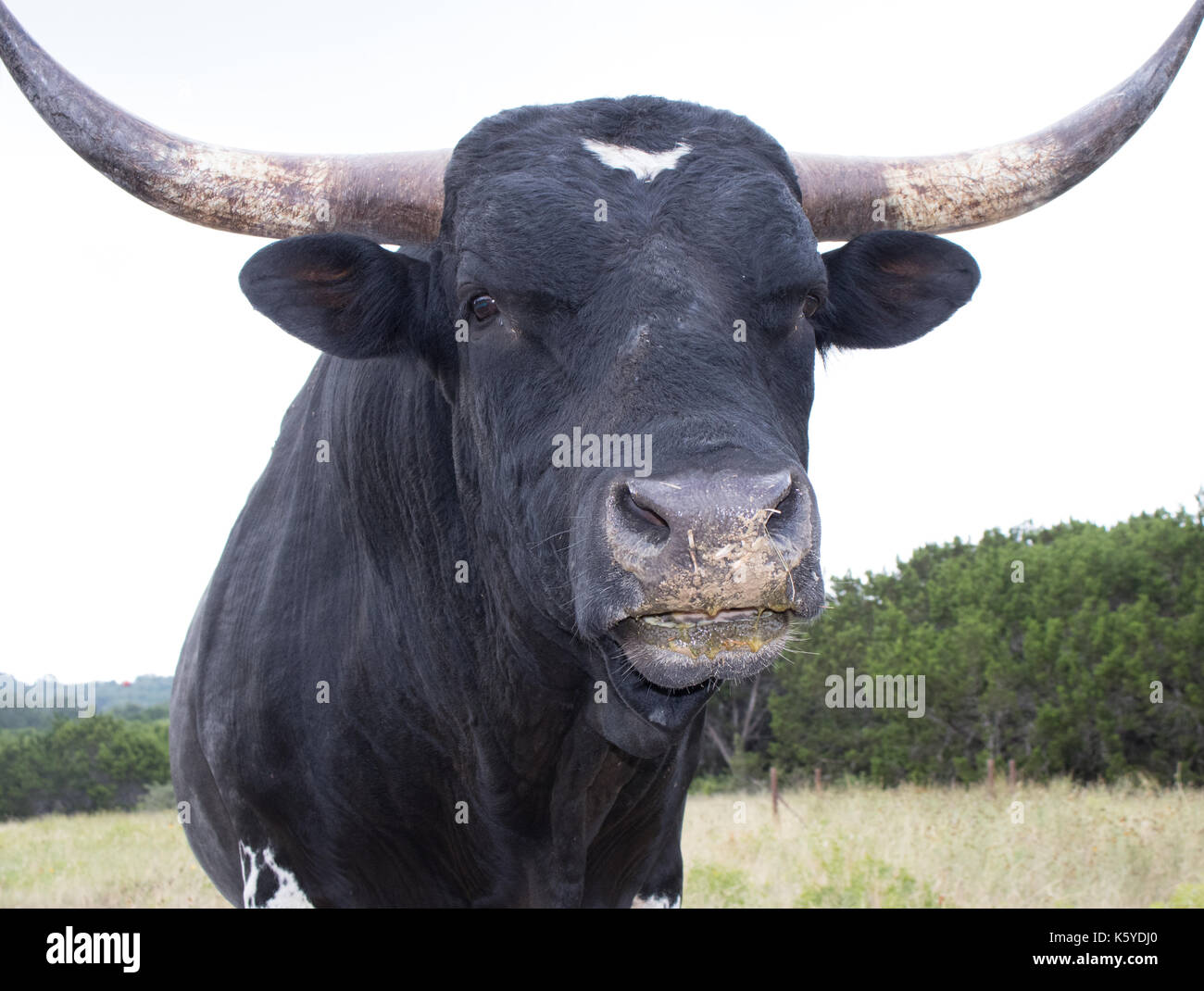 Texas Longhorn tête, épaules et cornes. noir avec marquage blanc petite au front. Banque D'Images