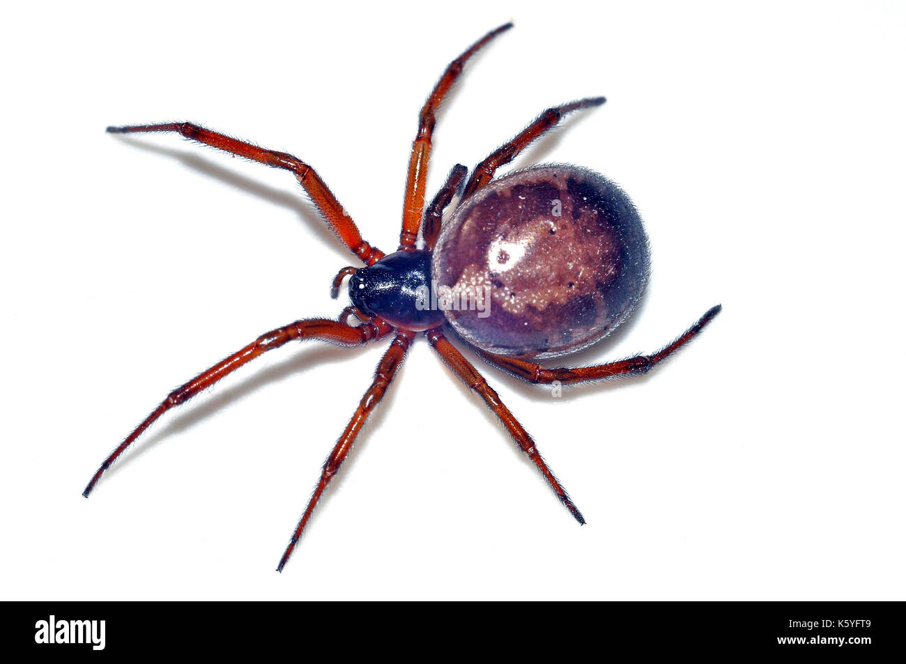 False black widow spider Banque d