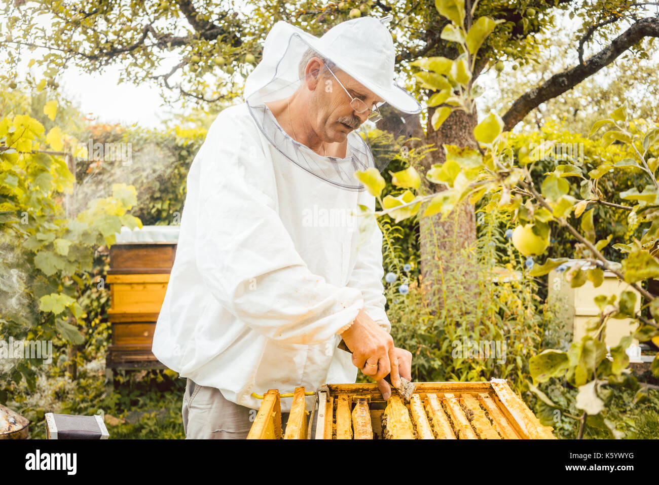 Contrôle de ses abeilles de l'Apiculteur Banque D'Images