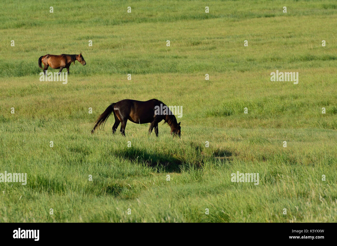 Mustangs sauvages paissent dans les plaines l'Oklahoma. Banque D'Images