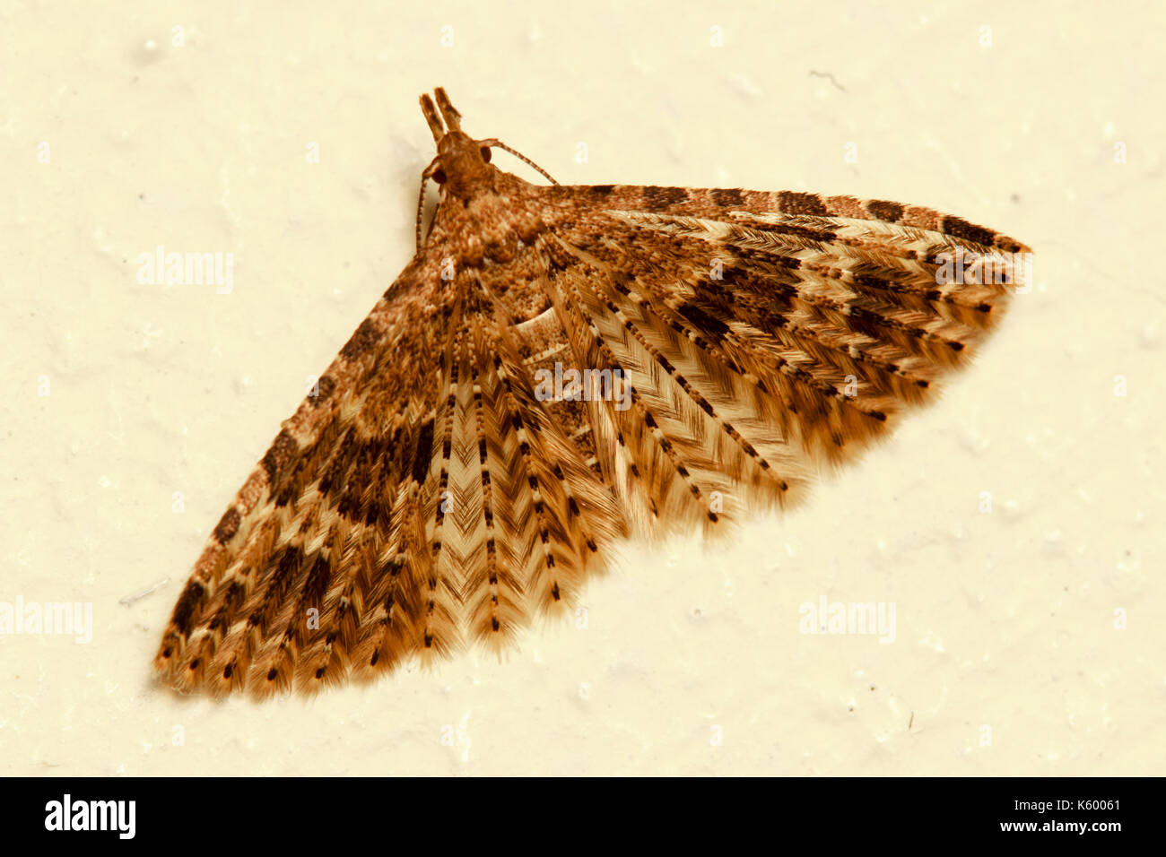 Vingt-plume Moth, Alucita hexadactyla, au repos sur un vieux mur blanchis Banque D'Images