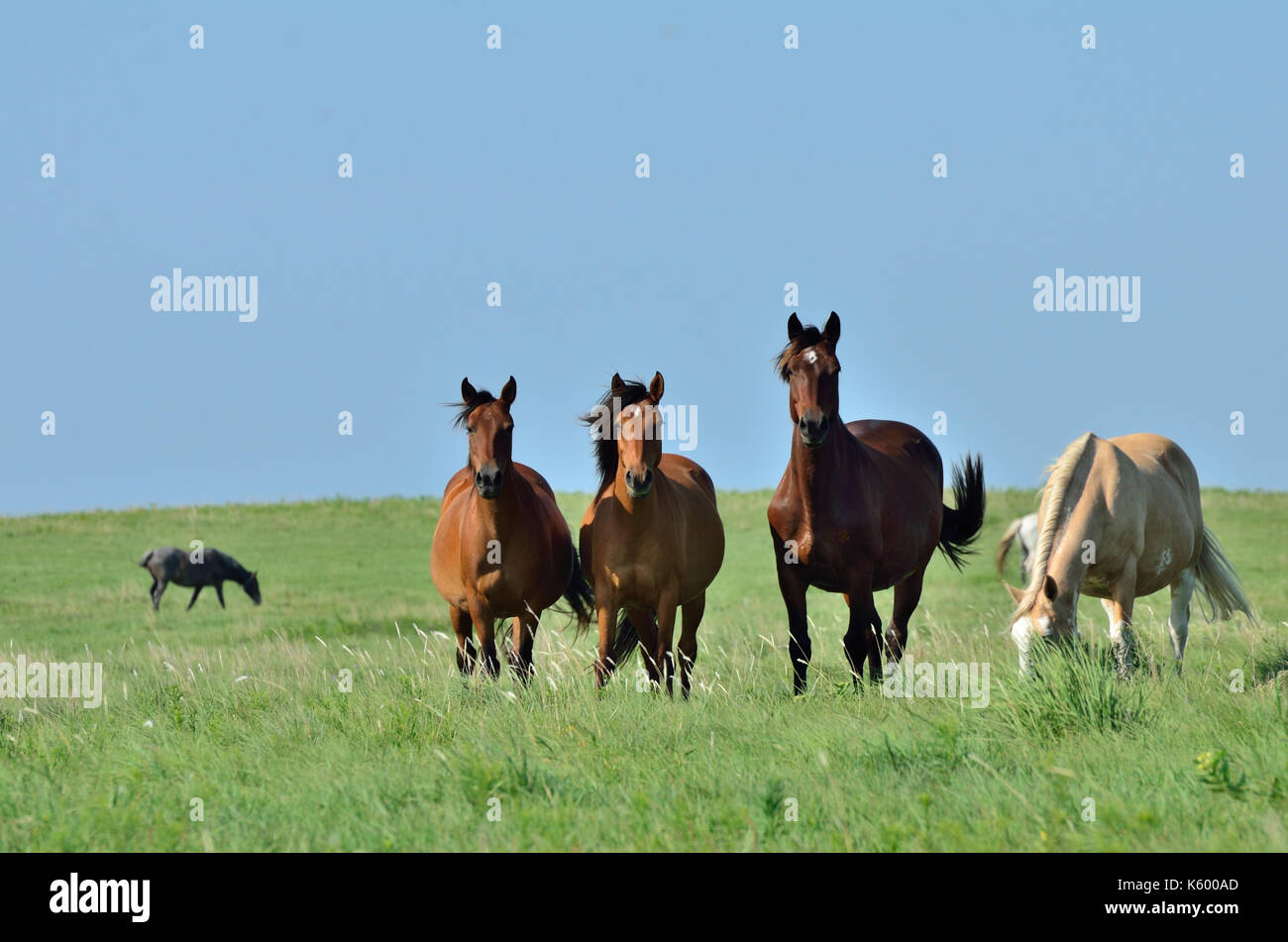 Mustangs sauvages se nourrissent de l'illinois prairie. Banque D'Images