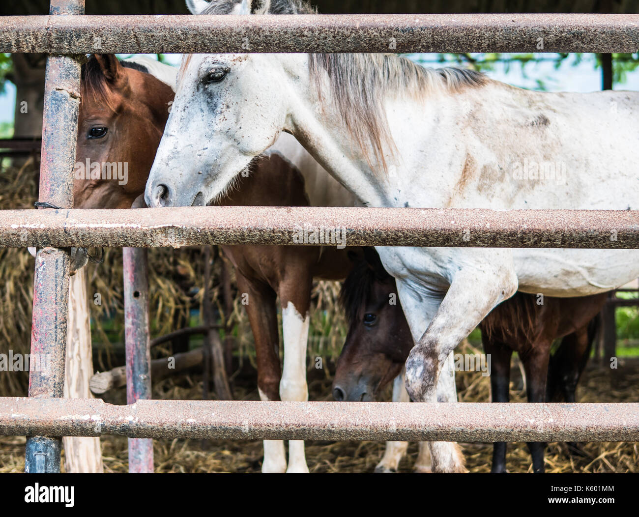 Les chevaux sont montés à bord derrière une clôture en béton usé à Cuba Banque D'Images