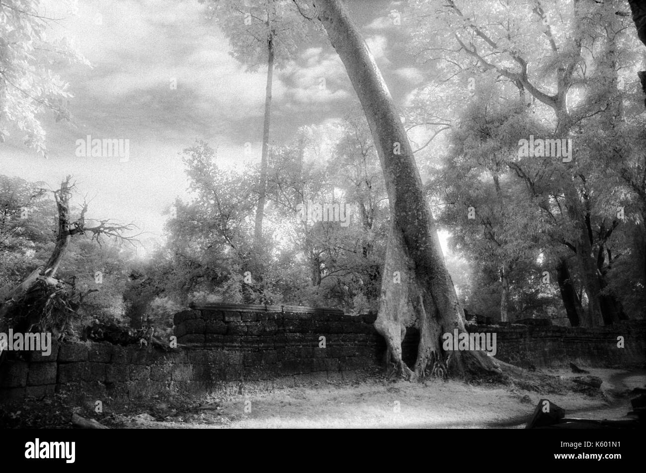 Strangler fig sur une paroi, à temple Angkor Thom, au Cambodge. Le 30 octobre 1996. Sur l'origine de l'image b/w film infrarouge. Banque D'Images